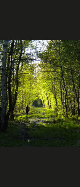 Chemin dans la for&ecirc;t