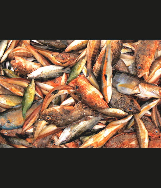 Poissons de roche