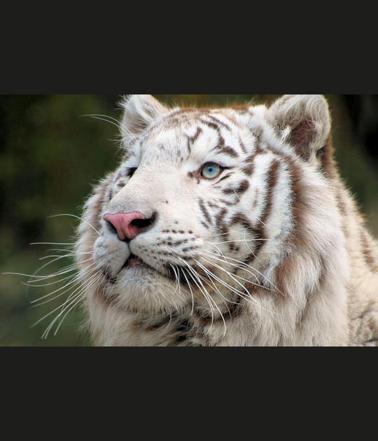 Tigre blanc