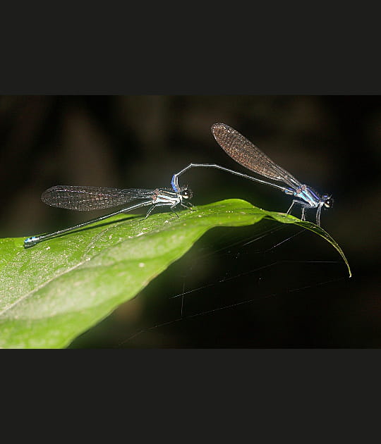 Une nouvelle esp&egrave;ce de demoiselle