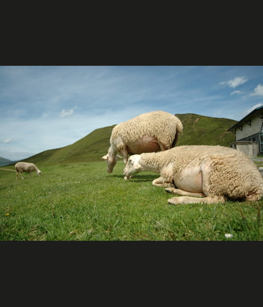 Moutons de l'Aubisc