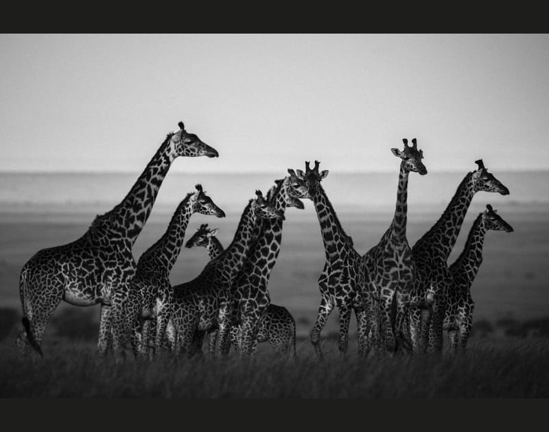 Girafes en troupeau