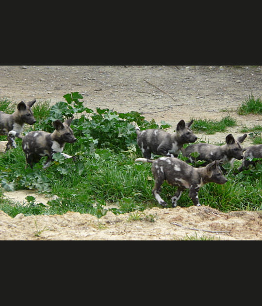 Une horde de b&eacute;b&eacute;s lycaons