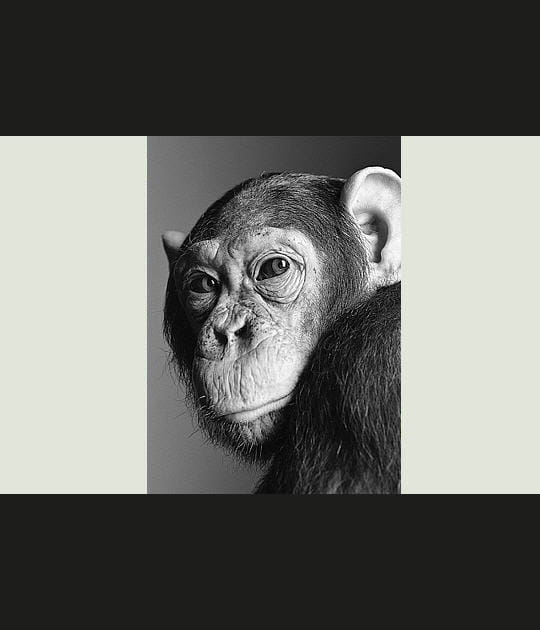 L'air boudeur de Georges