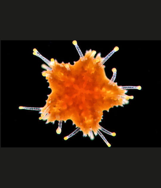 Une &eacute;toile de mer attachante