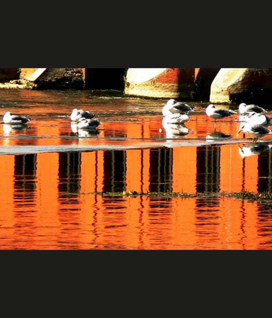 Reflets cr&eacute;pusculaires du Bazacle