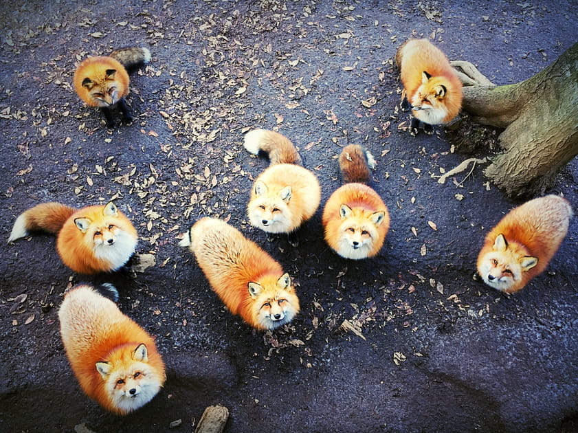 1er prix Animaux : Village de renards