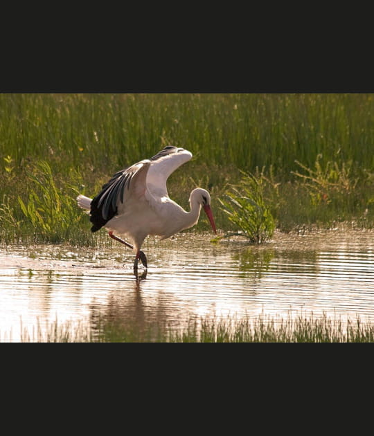 Cigogne blanche.