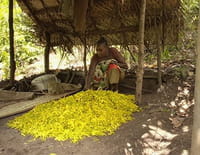 Tous les parfums du monde : L'ylang-ylang des Comores