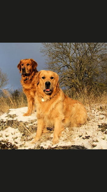 Les golden, un don pour le sauvetage