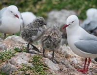 24 heures dans la nature : Nouvelle-Zélande, le monde perdu