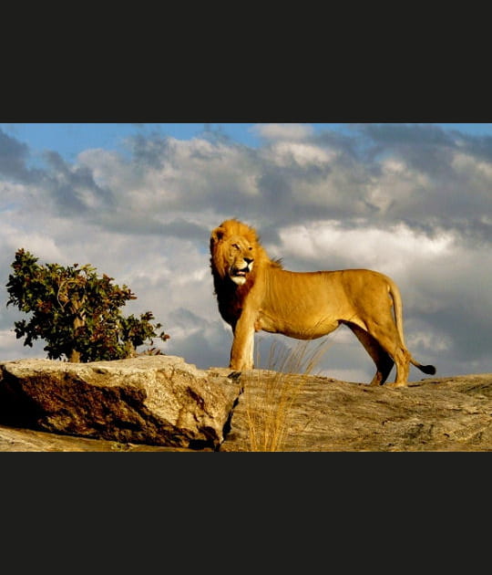 Le lion, roi de la savane