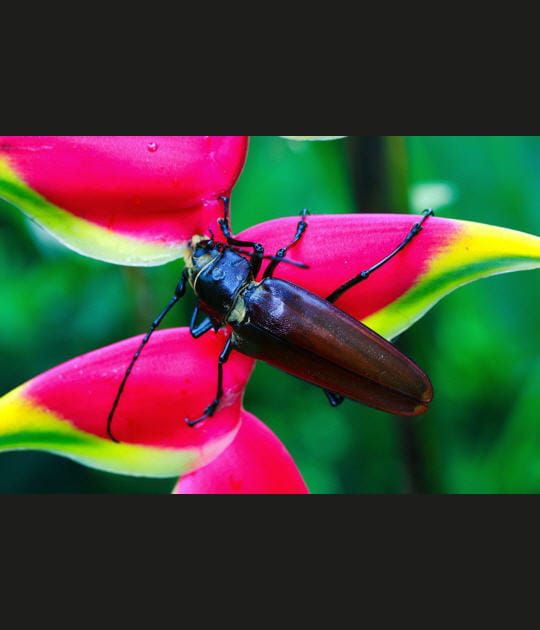 Insecte et couleurs vives