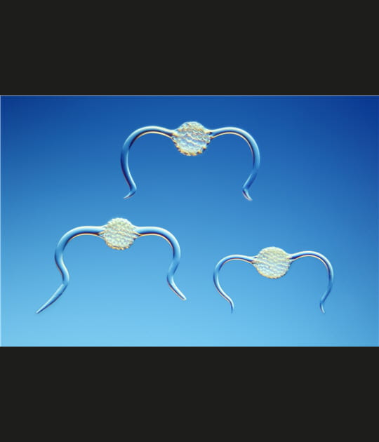 Des animaux microscopiques