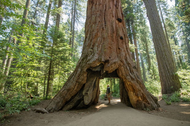 Les sequoias géants de Californie