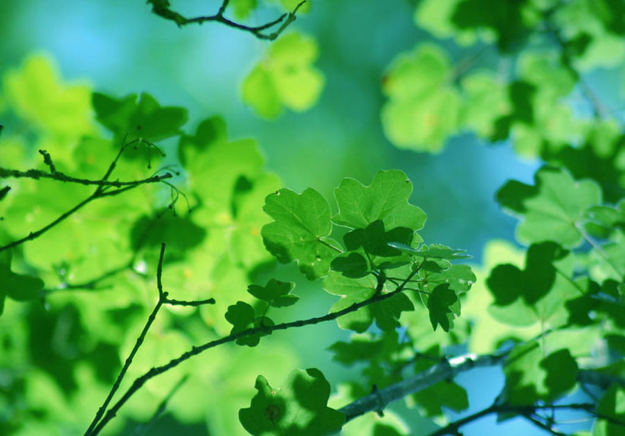 Feuilles translucides