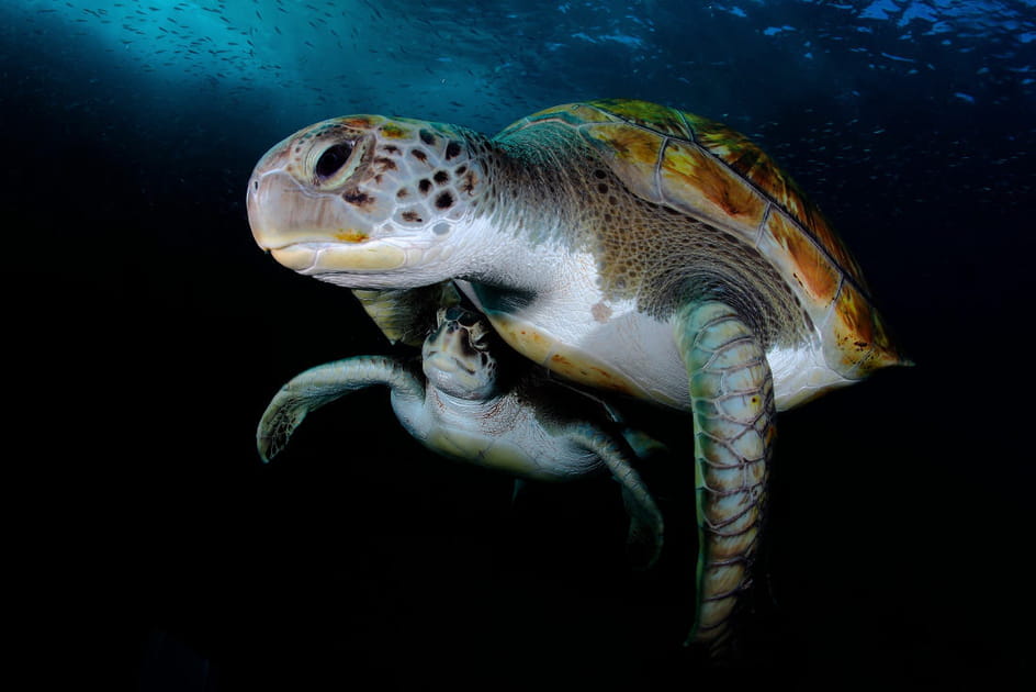 Tortues en immersion
