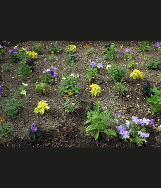 Parterre de fleurs