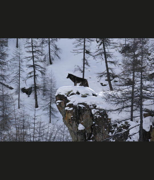 Les loups du tournage