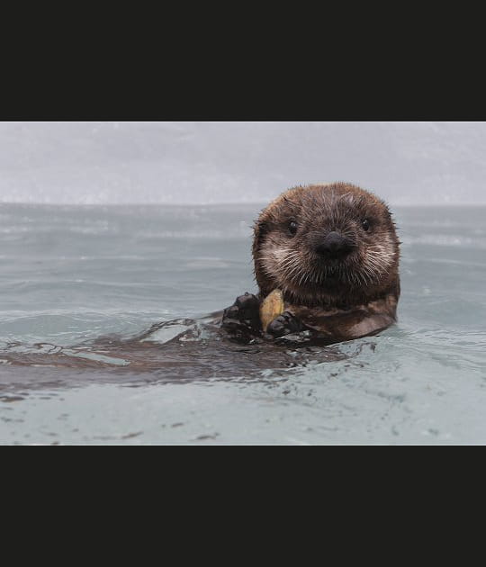 L'histoire bouleversante d'une loutre de mer