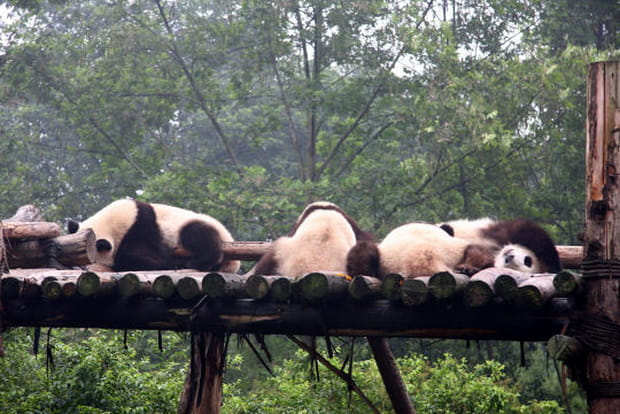 Le Sichuan, principal foyer des pandas