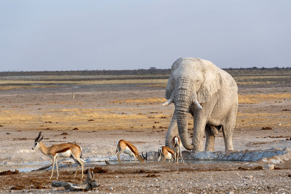 Les safaris, hymnes &agrave; la nature