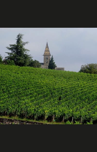 &quot;Il n'y a que des vignes en Champagne-Ardenne et Bourgogne&quot;