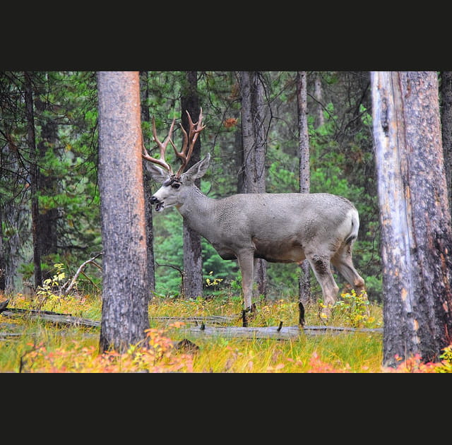 Un wapiti accueille l'automne au parc national de Grand Teton