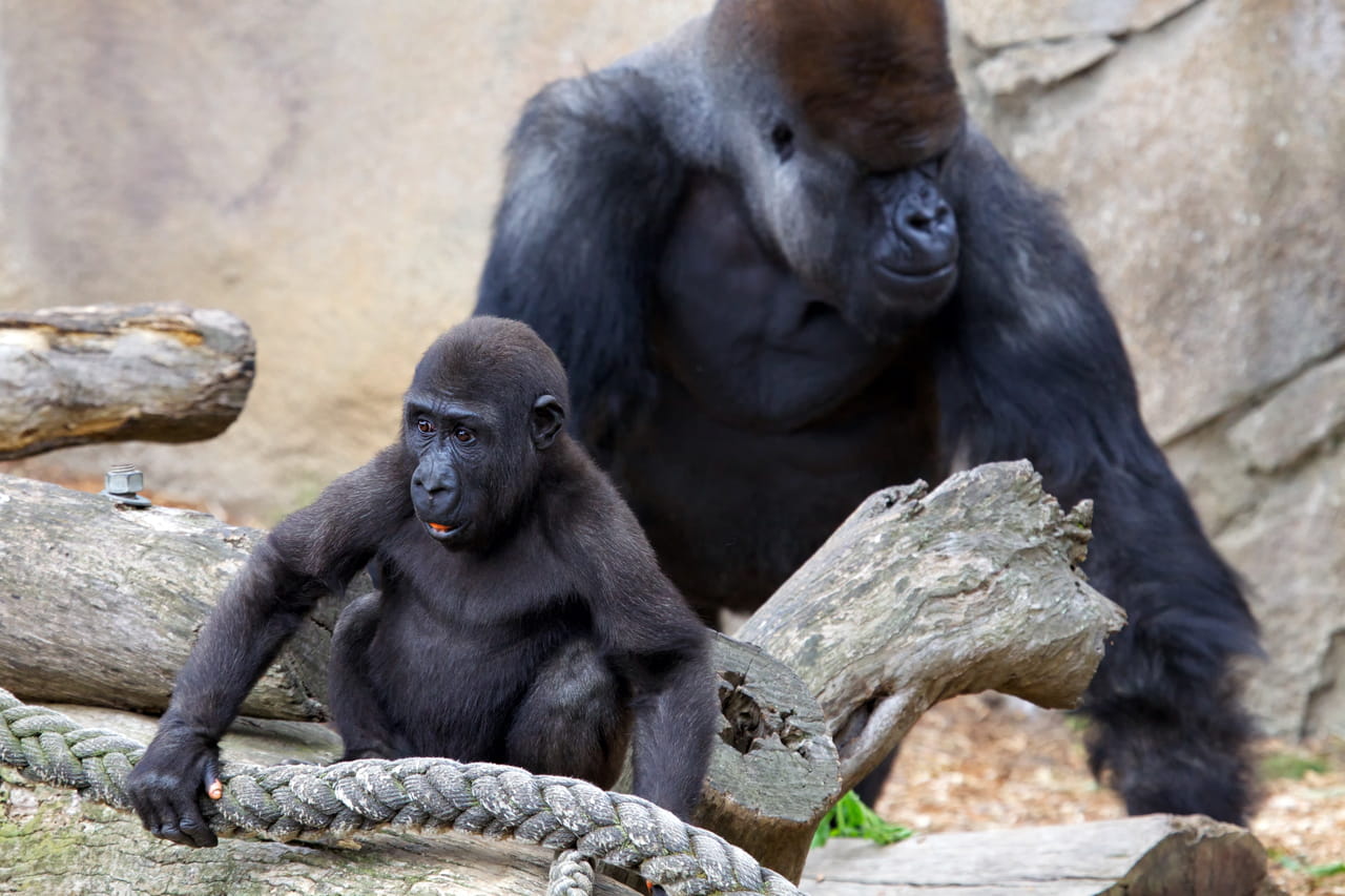 Des gorilles abandonnÃ©s dans un zoo fermÃ© il y a trois ans, "ils ne devraient pas Ãªtre...