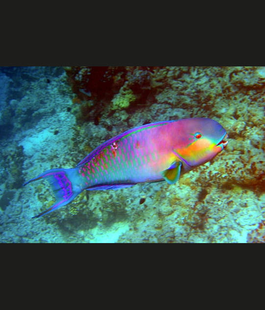 Le chatoyant poisson perroquet