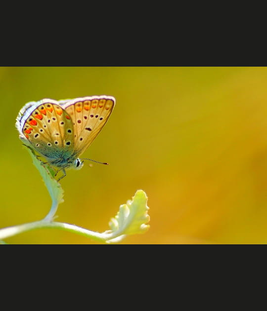 Papillon