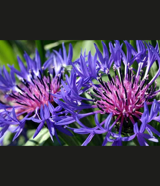 Cama&iuml;eu de bleus