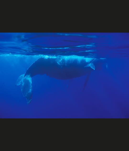 Baleine &agrave; bosse