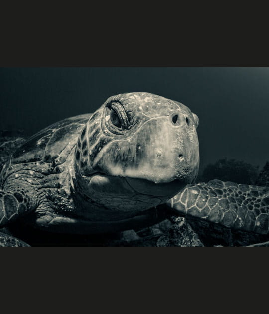 Tortue verte
