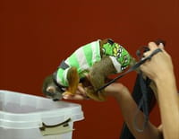 La clinique des animaux exotiques : Un saïmiri mangeur de sushis
