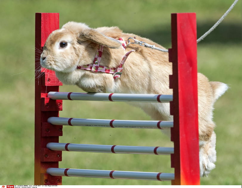 Le Kaninhop, la course d'obstacles pour les lapins