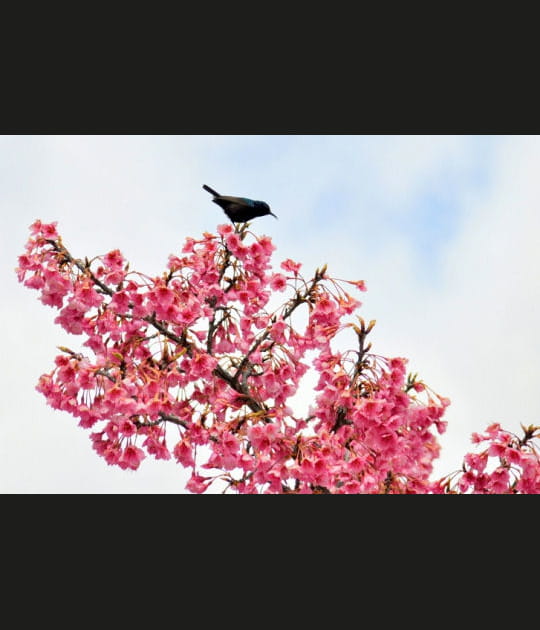 Faune et flore autour de J&eacute;rusalem