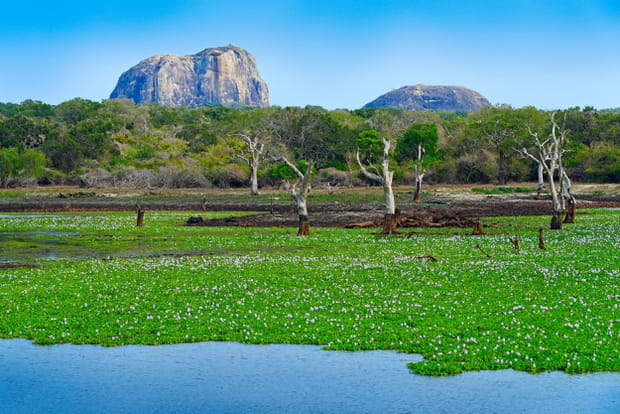 Le parc national de Yala