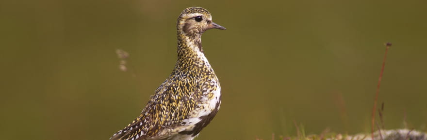 Un oiseau prot&eacute;g&eacute; pond un &oelig;uf sur la ligne m&eacute;diane, le stade ferme pendant un mois