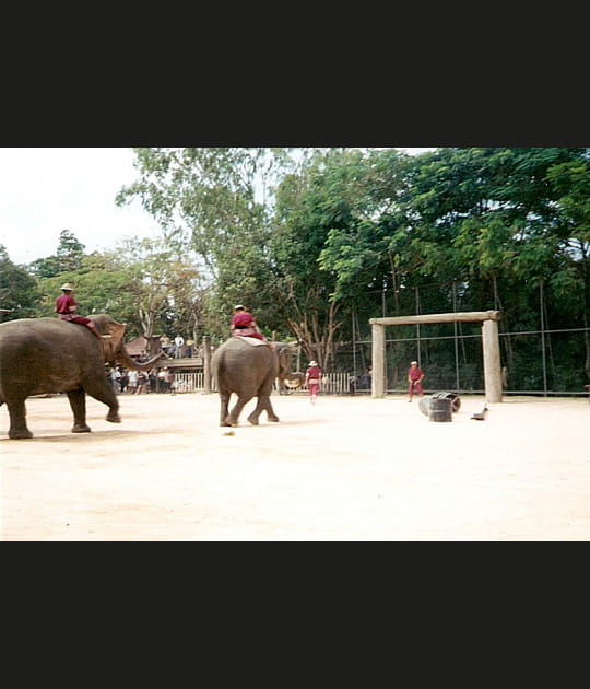 A dos d'&eacute;l&eacute;phants