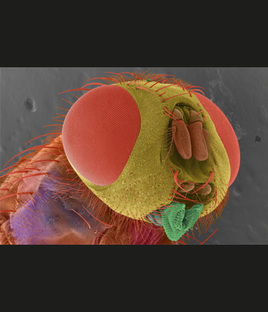 Dr&ocirc;le de t&ecirc;te