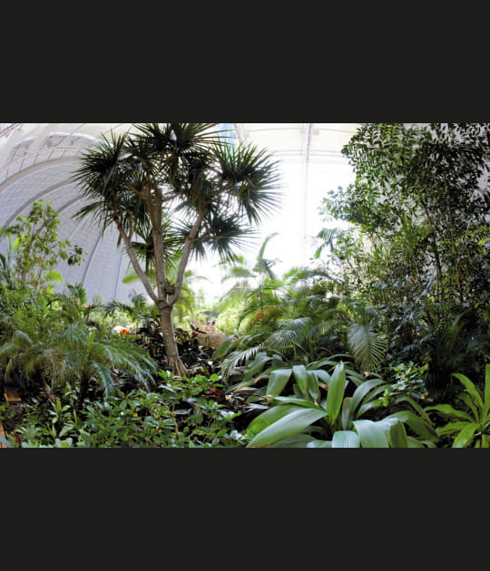 Une for&ecirc;t tropicale aux 600&nbsp;esp&egrave;ces