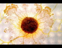 Le Blob, un génie sans cerveau
