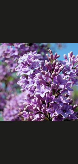 Des fleurs bleues aux fleurs violac&eacute;es