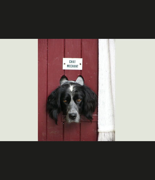 Chien mais cha(n)t