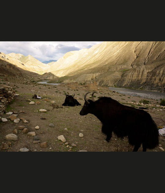 Les yaks de Yangste