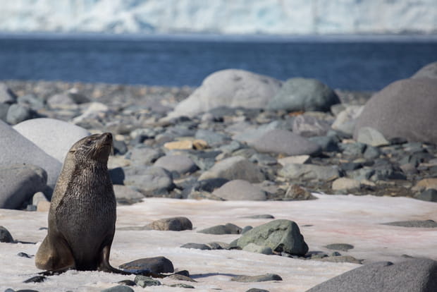 Terres et mers australes françaises