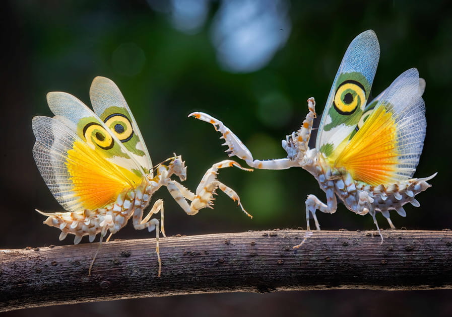 Danse de papillons&nbsp;!