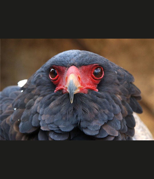 Aigle bateleur