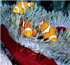 poissons